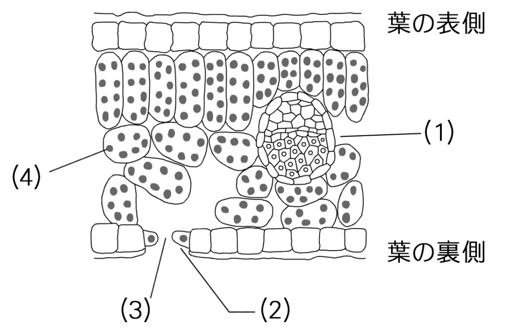 葉の細胞の断面図